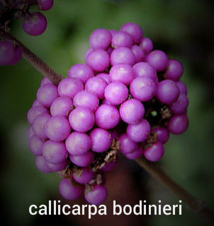 Callicarpa (beauty Berry)