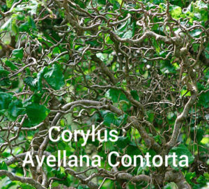 Corylus Avellana Contorta