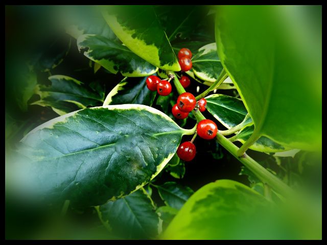 Holly Golden King Berries