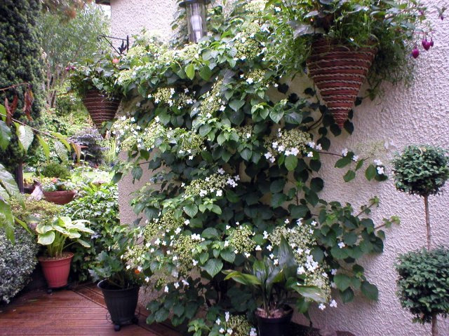 hydrangea petiolaris climbing trellis plants garden support wall diary aberdeengardening pruning climber