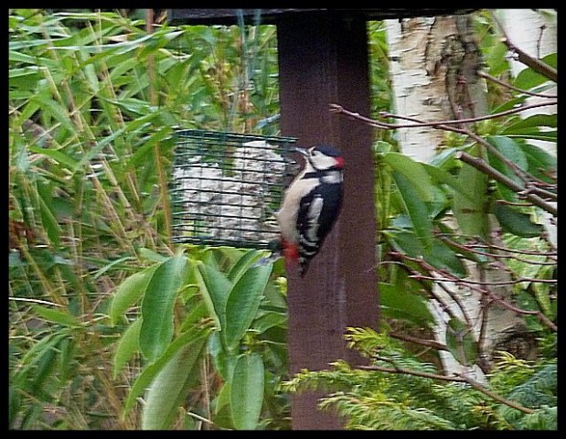 Greater Spotted Woodpecker (8)