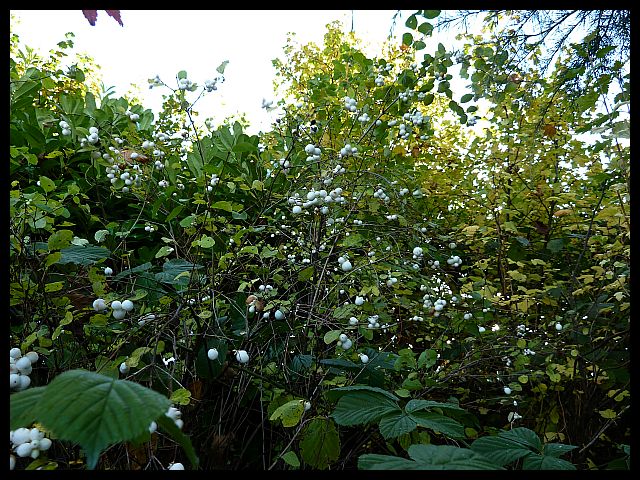 Symphoricarpos albus-Snowberry