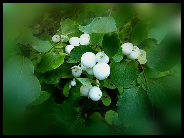 Symphoricarpos albus snowberry (4)
