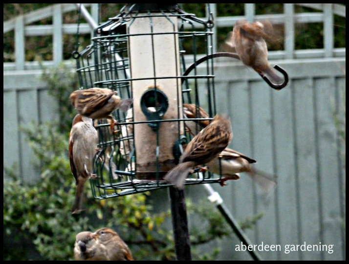 birds on the garden feeder 027