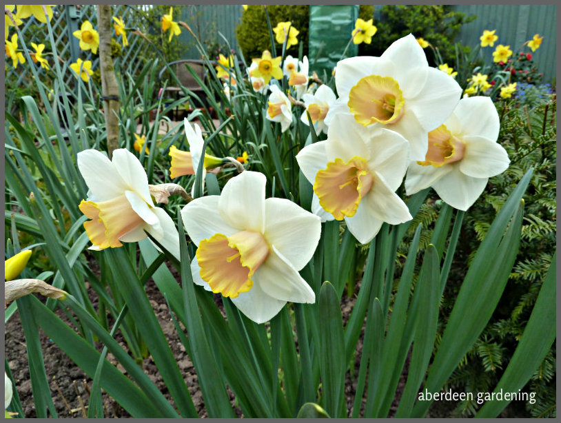 Daffodil Salome