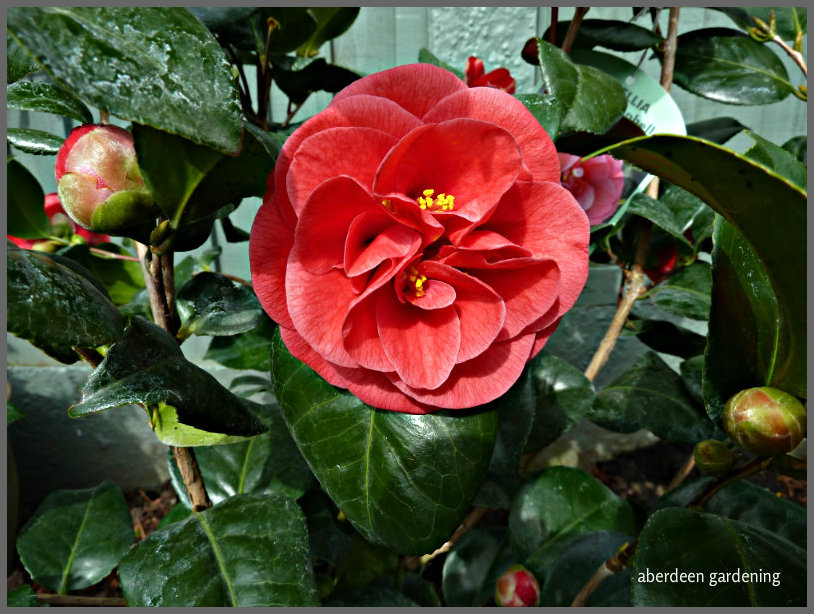 Camellia Japonica Lady Campbell (2)