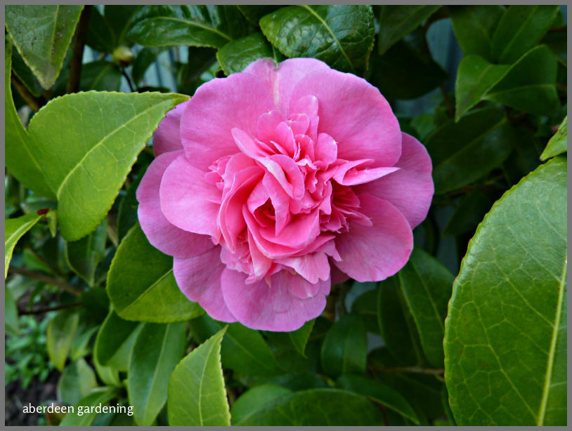 Camellia Williamsii Debbie (2)