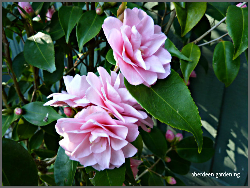 Camellia x williamsii 'Spring Festival (3)