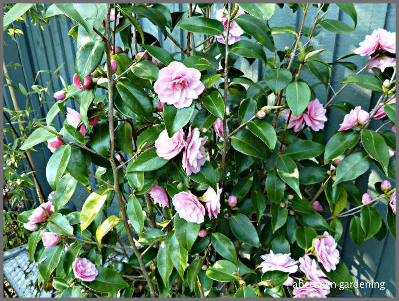 Camellia x williamsii 'Spring Festival (4)