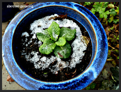 frosty pot