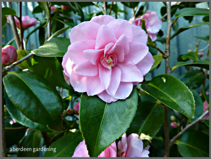 Camellia x williamsii 'Spring Festival (2)