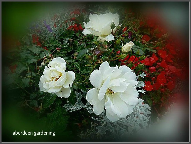 Flower carpet rose white