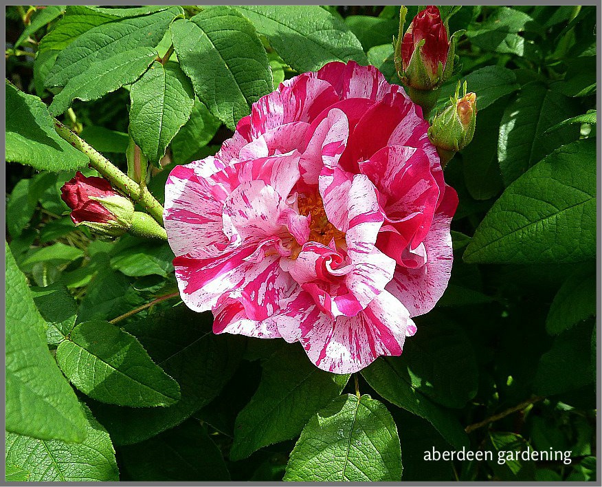 Rosa Mundi growing in Aberdeen