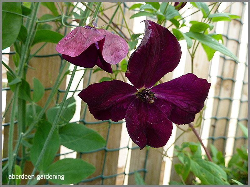 Clematis Royal velours