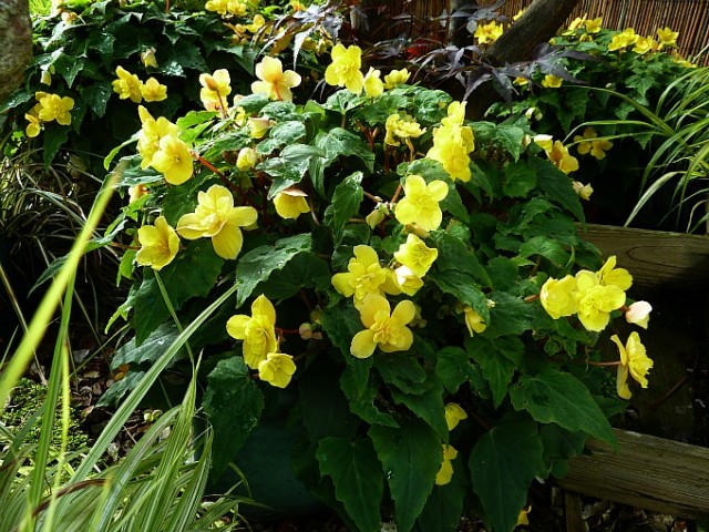 Begonia Helen Harmes smothered in yellow blooms