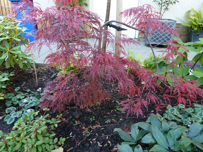 Acer Inaba Shidare  with its Autjmn shades.
