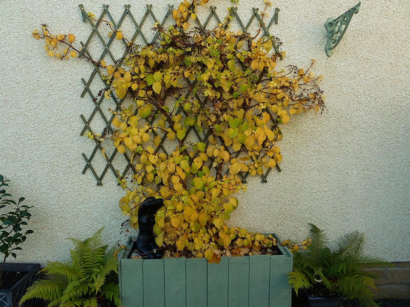 Hydrangea Petiolaris  showing its Autumn shades.