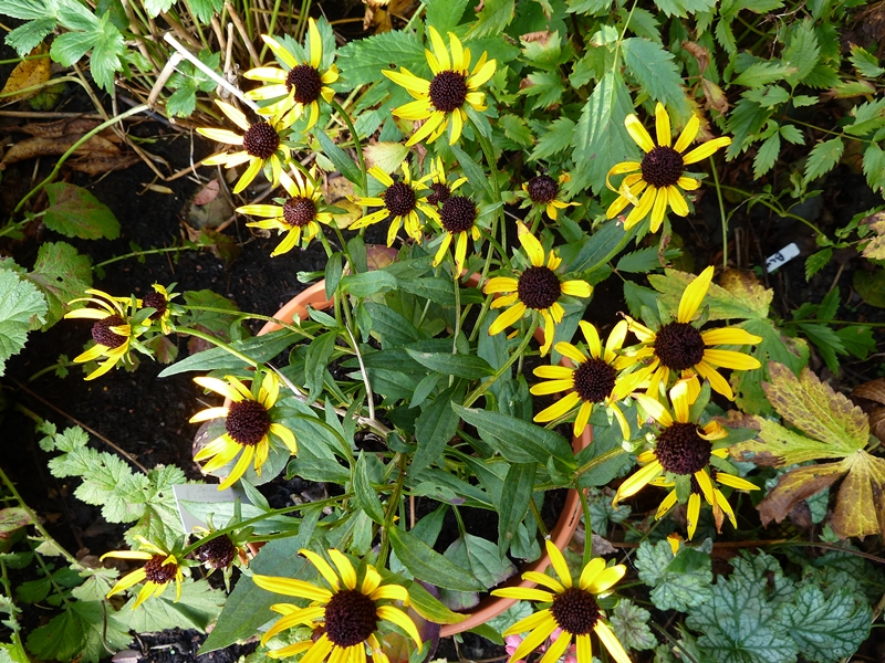 Rudbeckia little goldstar it may be little but end of October and its still looking good.