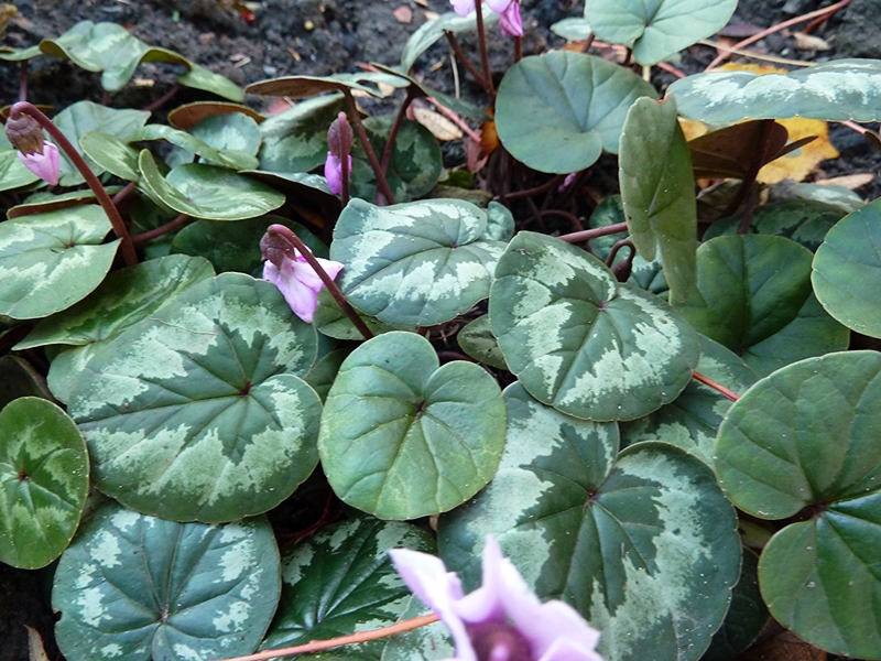 The flowers of cyclamen coum may well be small but such a delight at this time of year.