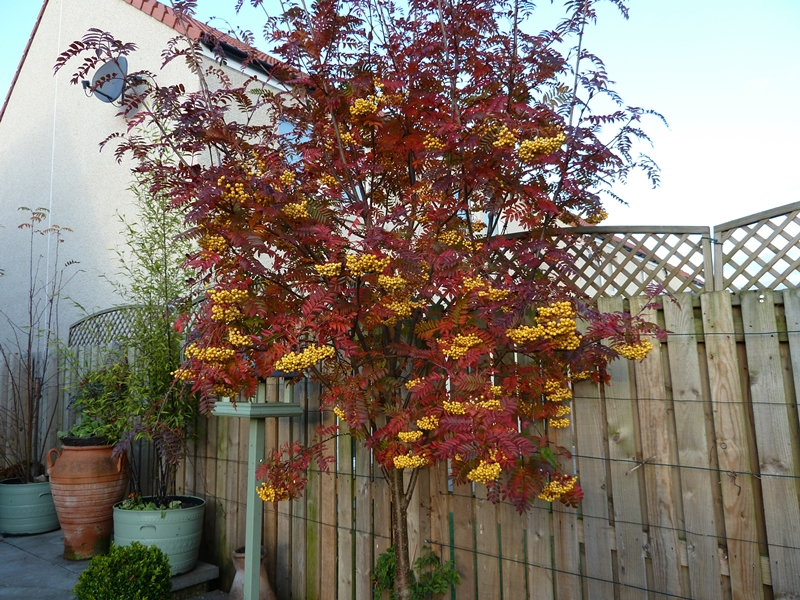 Sorbus Joseph Rock hanging on to its yellow berries  whist showing amazing Autumn leaf colour.