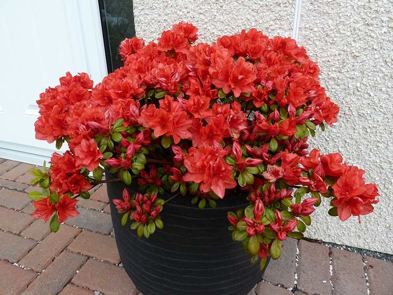 Azalea Torchlight growing in a tub at our front door