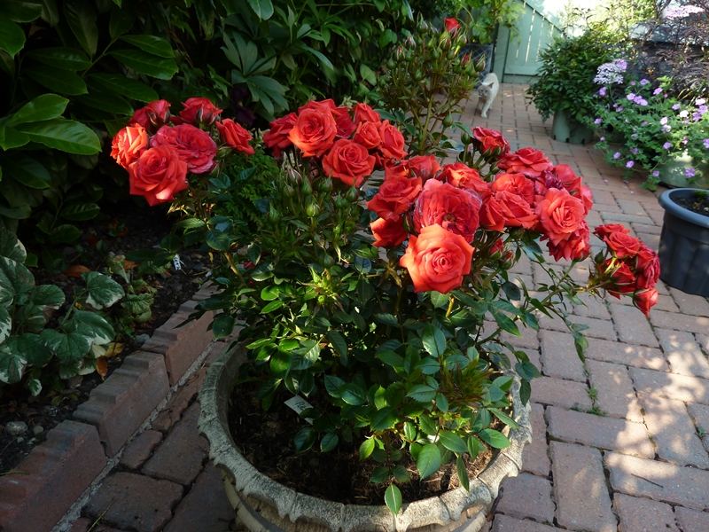 Patio Rose Birthday Wishes. Smothered in masses of red blooms and shows how successful patio roses can be