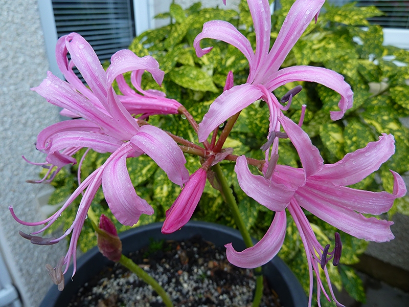 close up shot of Nerine bowdenii Isabel in our Fife garden