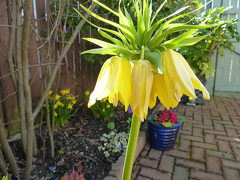 Picture of the Crown Imperial Lutea