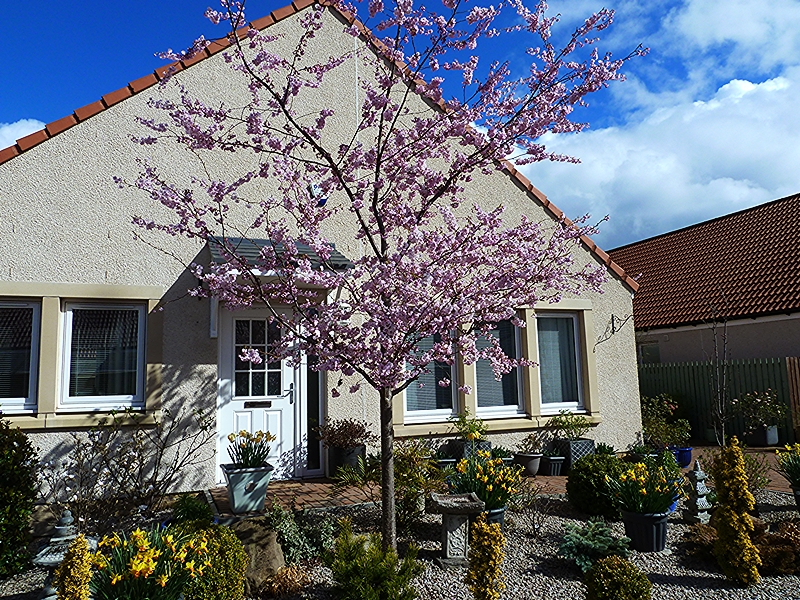 Our Prunus Accolade in full bloom April
