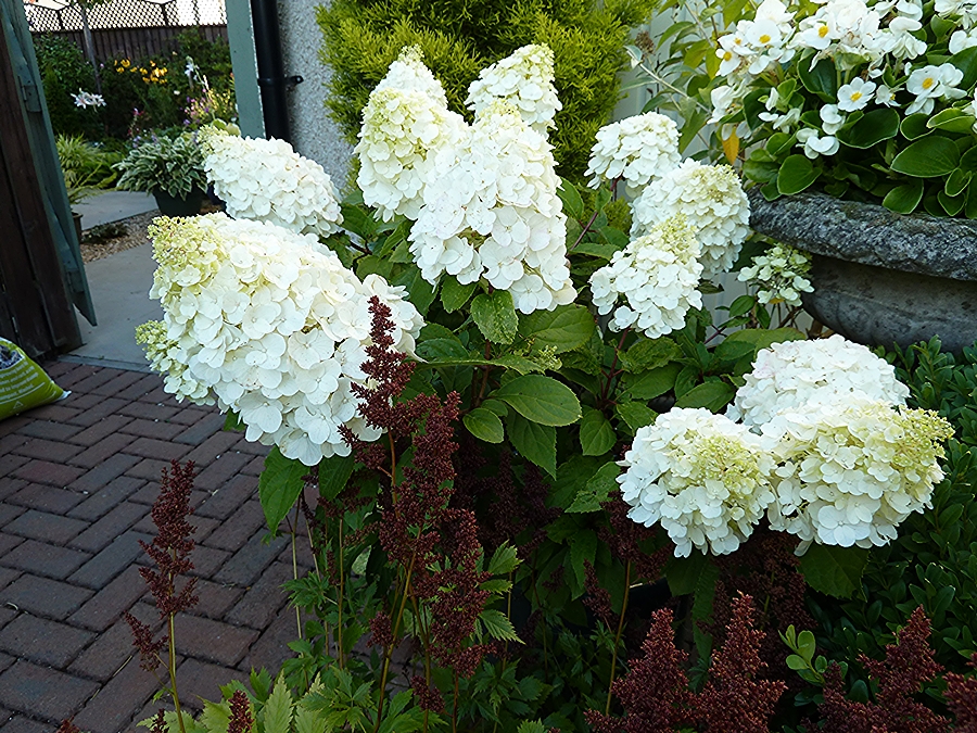 Hydrangea Magical Mont Blanc growing in a pot in our courtyard garden