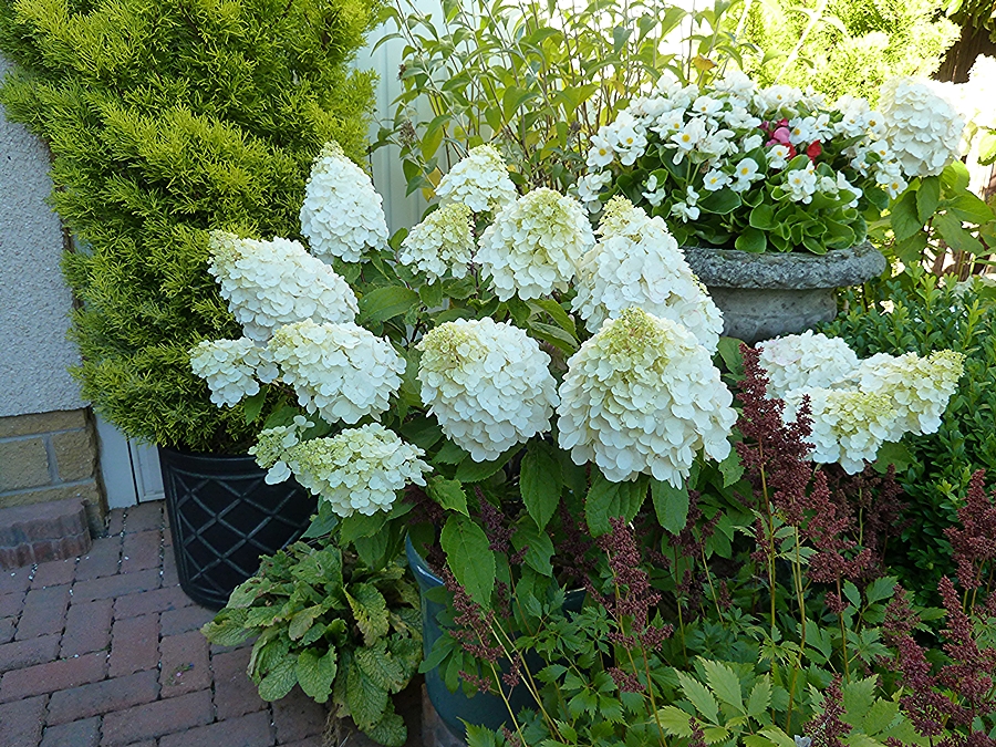 Hydrangea Magical Mont Blanc masses of white blooms