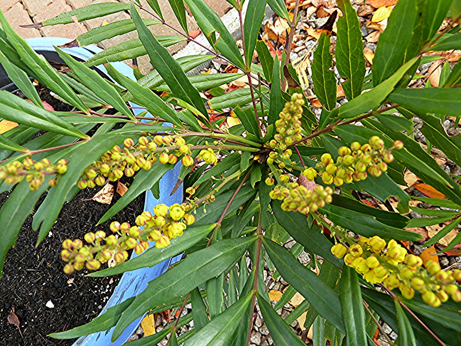 Picture sowing the yellow flowers of Mahonia soft Caress