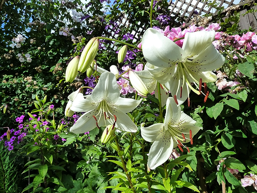 Tier Lily White Twinkle on a sunny July morning.